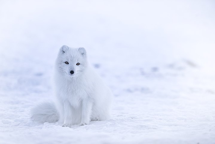 Snow fox. Песец Таймыр. Песец в Арктике. Песец Исландия. Северный полюс песец.