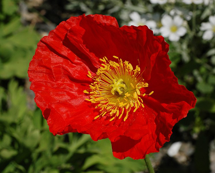 File:Iceland Poppy Papaver nudicaule 'Champagne Bubbles' Red Flower.jpg