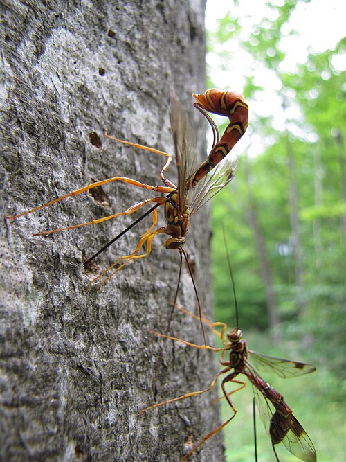 Megarhyssa macrurus, a parasitoid. The body of a female is 50 mm (2.0 in) long, with a c. 100 mm (3.9 in) ovipositor