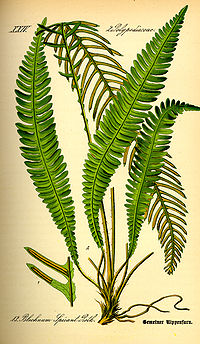 Illustration_Blechnum_spicant0.jpg