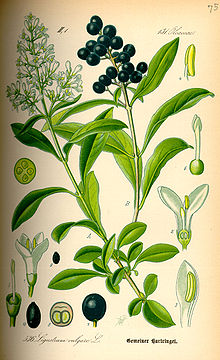 Ligustrum vulgare Illustration Ligustrum vulgare0.jpg