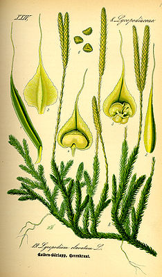 Club moss (Lycopodium clavatum ssp.clavatum), illustration