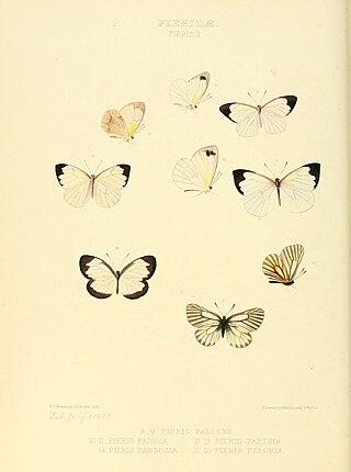 <i>Mesapia</i> Monotypic butterfly genus in family Pieridae