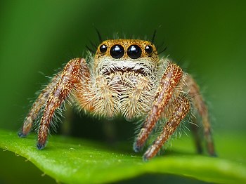 Immature Phidippus jumping spider in Pennsylvania Ryan Kaldari 16.364 7.292 out of 10, SD 1.671