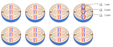 For example 3 pairs of homologous chromosomes allow 8 possible combinations, all equally likely to move into the gamete during meiosis. This is the main reason for independent assortment. The equation to determine the number of possible combinations given the number of homologous pairs = 2 (x = number of homologous pairs) Independent assortment.svg