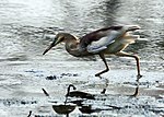 Indian Pond Heron (Ardeola grayii) ind Breeding plumage ind action ind Kolkata I IMG 7923. jpg