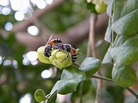 Insect Pollination of Murraya paniculata