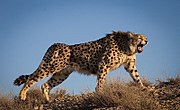 Iranian Cheetah roars.jpg