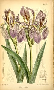 Thumbnail for Iris scariosa