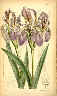 <i>Iris scariosa</i> species of plant