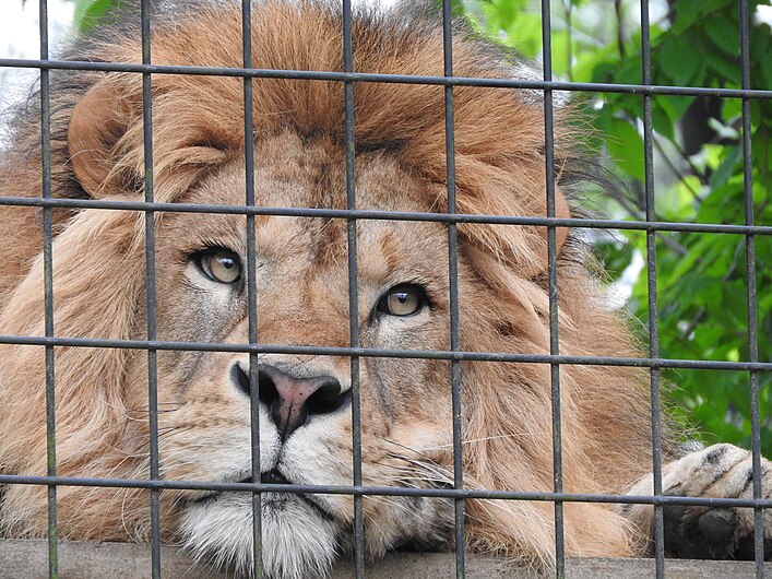 Ishikawa Zoo - Animals - 33 - 2016-04-22.jpg