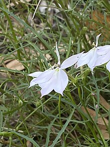 Isotoma anethifolia flowers.jpg