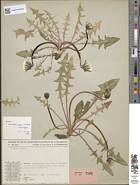 Isotype Taraxacum reichlingii.jpg