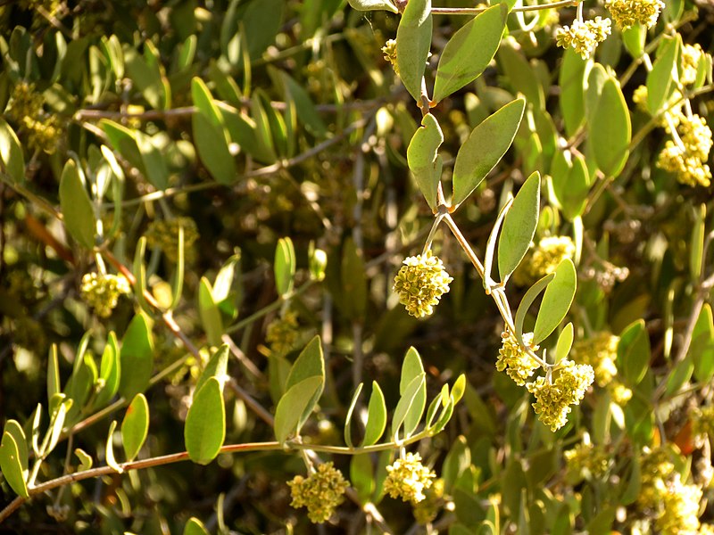 File:Jojoba Staminate Flowers - Flickr - treegrow (1).jpg