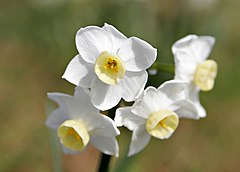 Нарцисс растение значение. Narcissus Paperwhite / papyraceus. Жонкиль. Необычные нарциссы. Интересное о нарциссах.