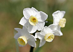 N a r g i z. Narcissus Paperwhite / papyraceus. Жонкиль. Необычные нарциссы. Интересное о нарциссах.