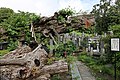 国指定天然記念物上沢寺のオハツキイチョウ（山梨県南巨摩郡身延町）