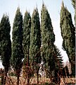Juniperus virginiana Sorte 'Skyrocket'