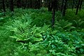 * Nomination Forest in Kõrvemaa, Estonia -- Kruusamägi 12:47, 5 January 2013 (UTC) * Decline Noisy, perspective distortion. --Mattbuck 16:19, 12 January 2013 (UTC)