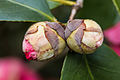 * Nomination bud of a Camellia japonica --A,Ocram 13:28, 5 May 2016 (UTC) * Decline There is sharpness, but the sharp area is too small, f/4.5 was not the best choice here, sorry, not a QI to me --Poco a poco 14:40, 5 May 2016 (UTC)