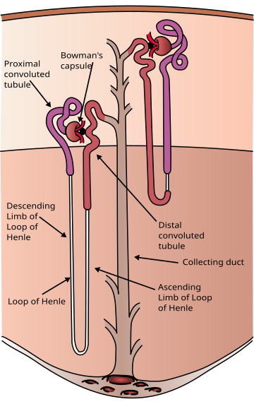 Nephron