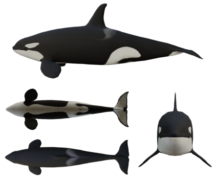 Different angle views of a typical female orca's appearance