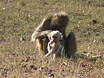 Kinda baboon white infant with mother.jpg