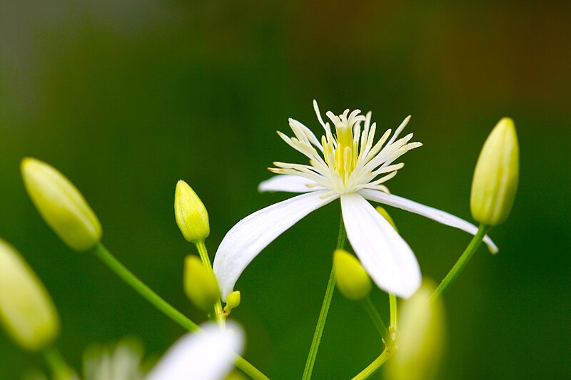 File:Kingdom Plantae and Animalia in Thailand Photographed by Peak Hora 4.jpg