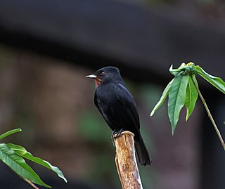 Velvety black tyrant species of bird