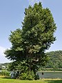 Hüttchesbaum: 1812 gepflanzte Schwarzpappel Populus nigra (Salicaceae), östlich des Hauses Am Ufer 9