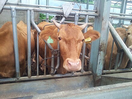 Korean Hoengseong cattle