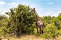 * Nomination Giraffe, Kruger National Park, Mpumalanga, South Africa --XRay 03:42, 13 May 2024 (UTC) * Promotion  Support Good quality. --Johann Jaritz 03:56, 13 May 2024 (UTC)