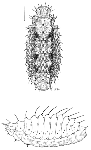 File:LEPI Micropterigidae Sabatinca sp larva.png