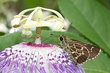 Lace-winged roadside skipper, G3 - vulnerable Lace-winged Roadside-Skipper Amblyscirtes aesculapius.jpg