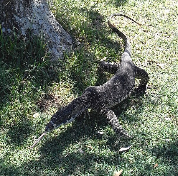 File:Lace Monitor Tongue.JPG