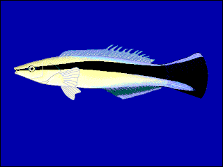 <i>Labroides</i> genus of fishes