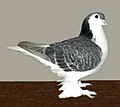 Lahore Pigeon