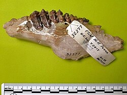 Lambdoceras hessei (Stirton 1967).jpg