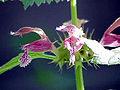 Lamium orvala2.jpg