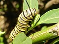 Larva de mariposa monarca (Danaus erippus).jpg