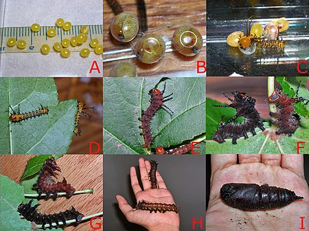Imperial moth (Eacles imperialis) development from egg to pupa, showing all the different instars Larval development- Imperial moth.JPG