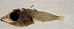 Larval bluefin