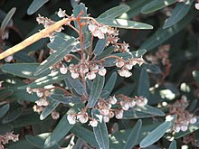 Lasiopetalum behrii.jpg