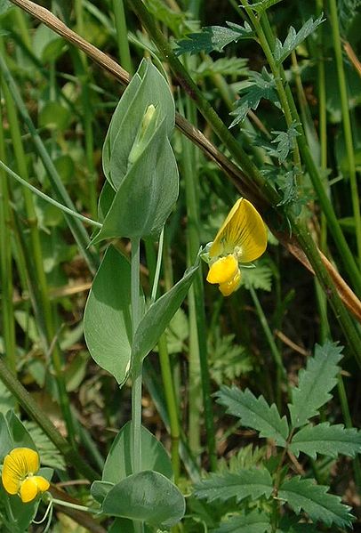 File:Lathyrus aphaca1.jpg