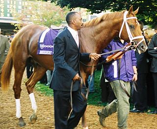 Lawyer Ron American-bred Thoroughbred racehorse