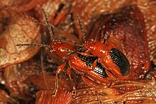 Leaf Beetle - Neolema ovalis, Woodbridge, Virginia.jpg