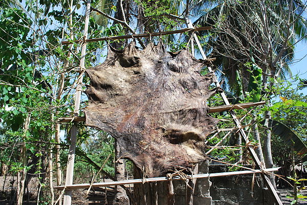 Drying of leather in East Timor