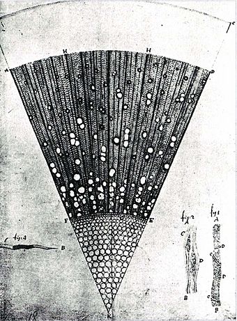 A microscopic section of a one-year-old ash tree (Fraxinus) wood, drawing made by van Leeuwenhoek