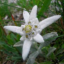 L'édelweiss des Apennins.