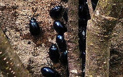 Lepapoi (Agelastica alni)